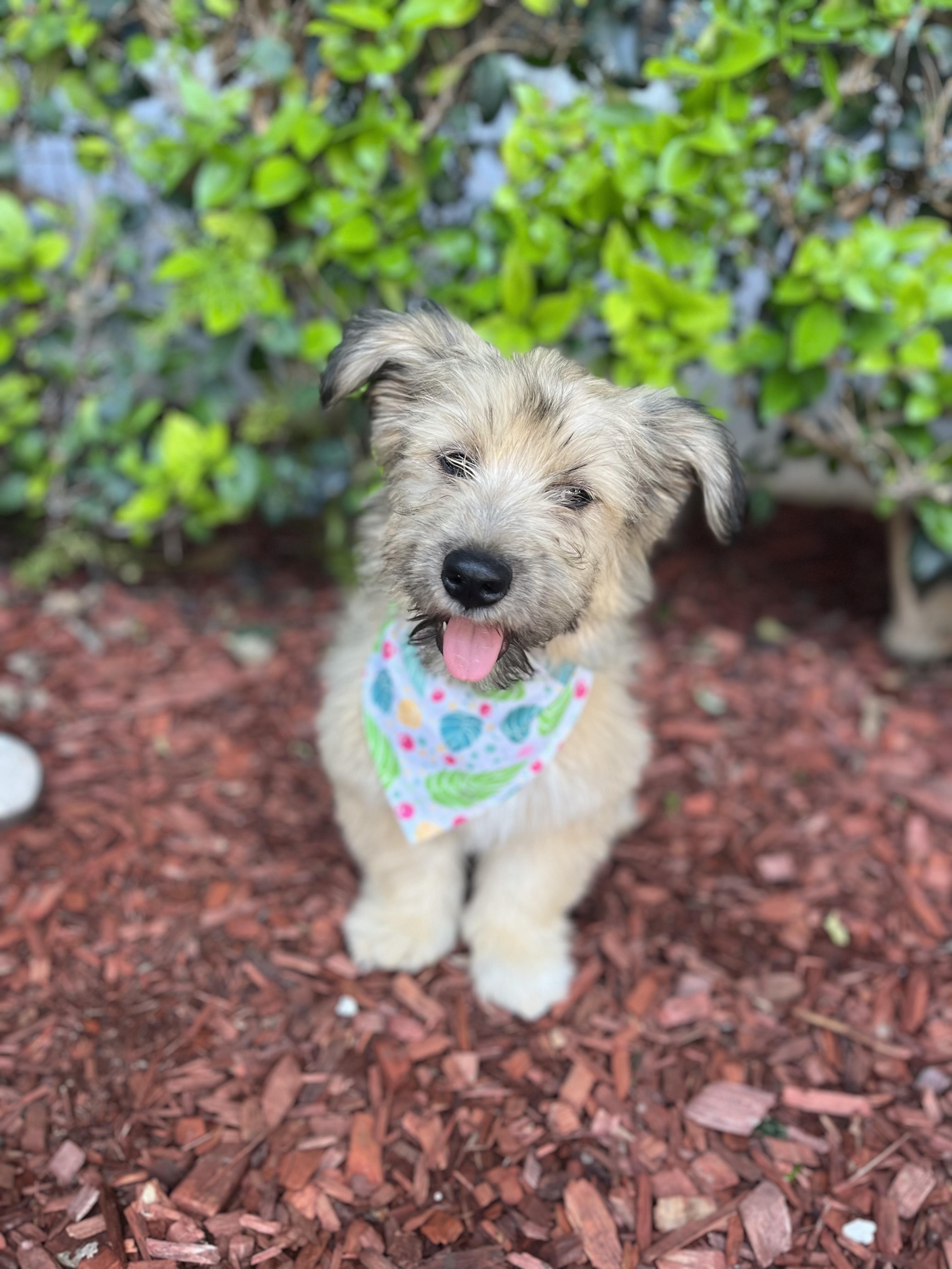 John, a Adoptable mixed breed in South El Monte, CA image 2/6