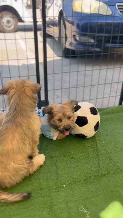 Enlarge John, a Adoptable mixed breed in South El Monte, CA video 5/6