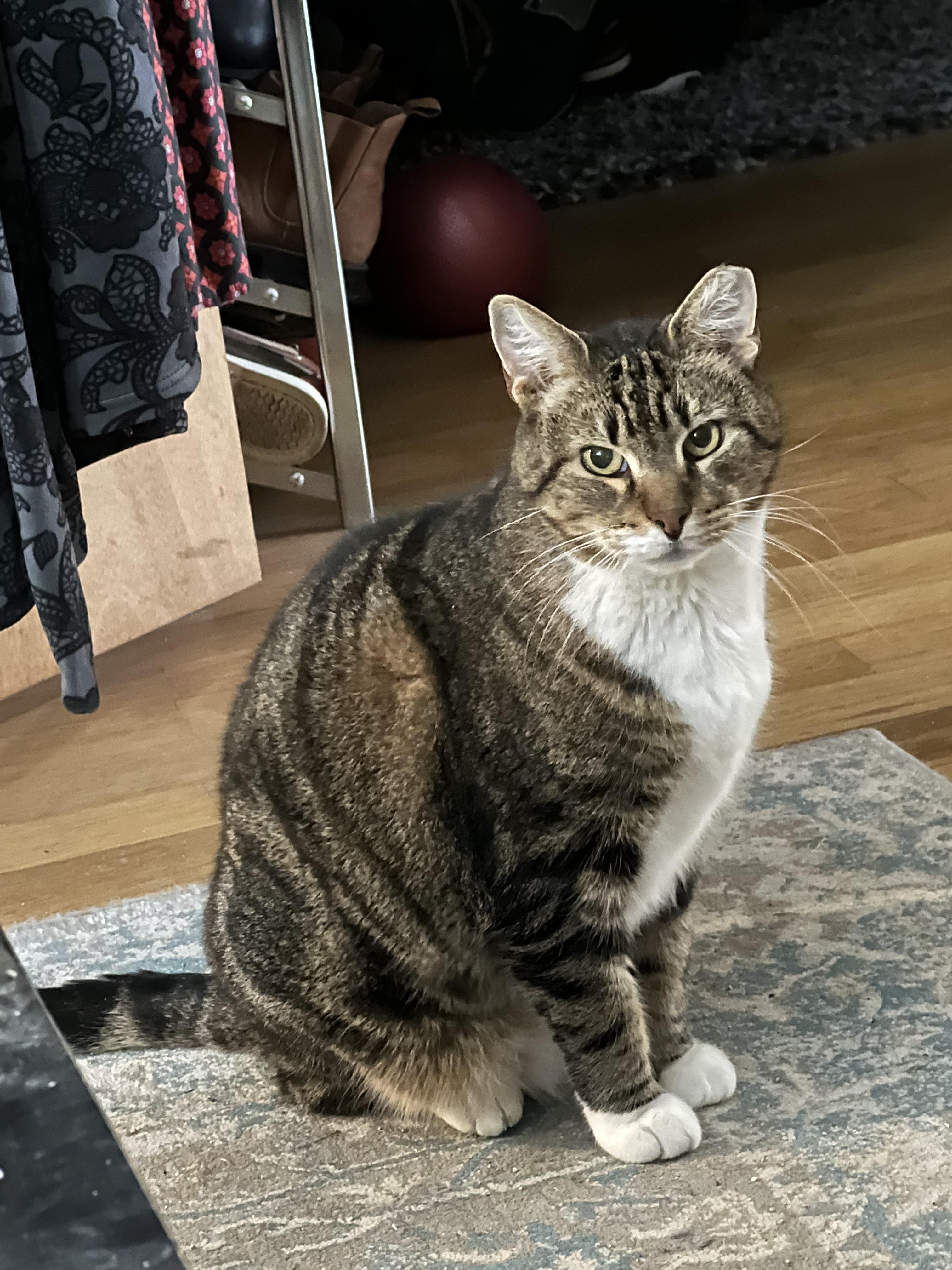 Enlarge Ron & Guillermo, a Adoptable Domestic Short Hair in Jersey City, NJ image 2/6