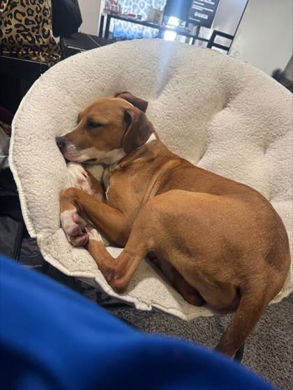 Enlarge Tiana (157458), an adopted Terrier in Baton Rouge, LA image 3/5