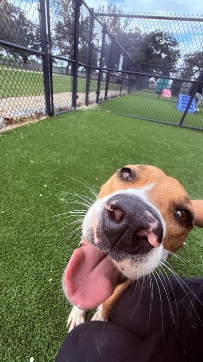 Enlarge Tiana (157458), an adopted Terrier in Baton Rouge, LA image 4/5