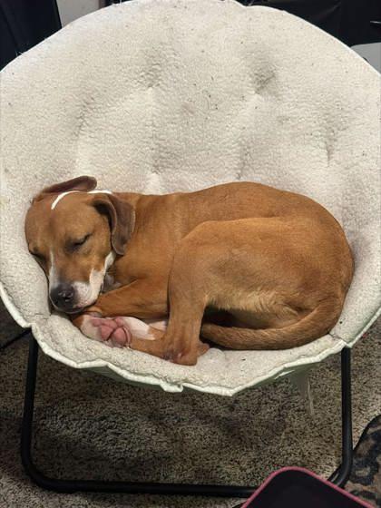 Enlarge Tiana (157458), an adopted Terrier in Baton Rouge, LA image 2/5