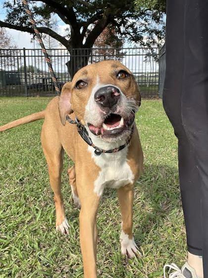 Enlarge Tiana (157458), an adopted Terrier in Baton Rouge, LA image 1/5