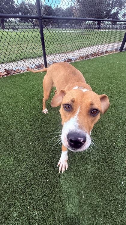 Enlarge Tiana (157458), an adopted Terrier in Baton Rouge, LA image 5/5