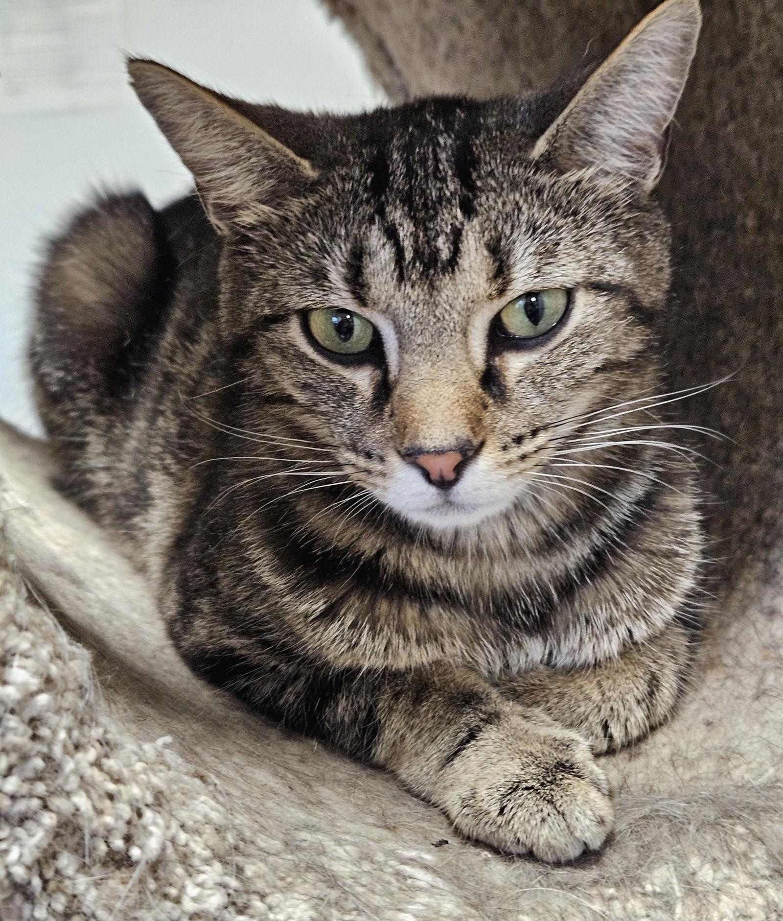 Enlarge Anise, a Adoptable Domestic Short Hair in Greenfield, IN image 1/3