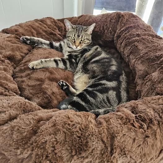 Enlarge Anise, a Adoptable Domestic Short Hair in Greenfield, IN image 2/3