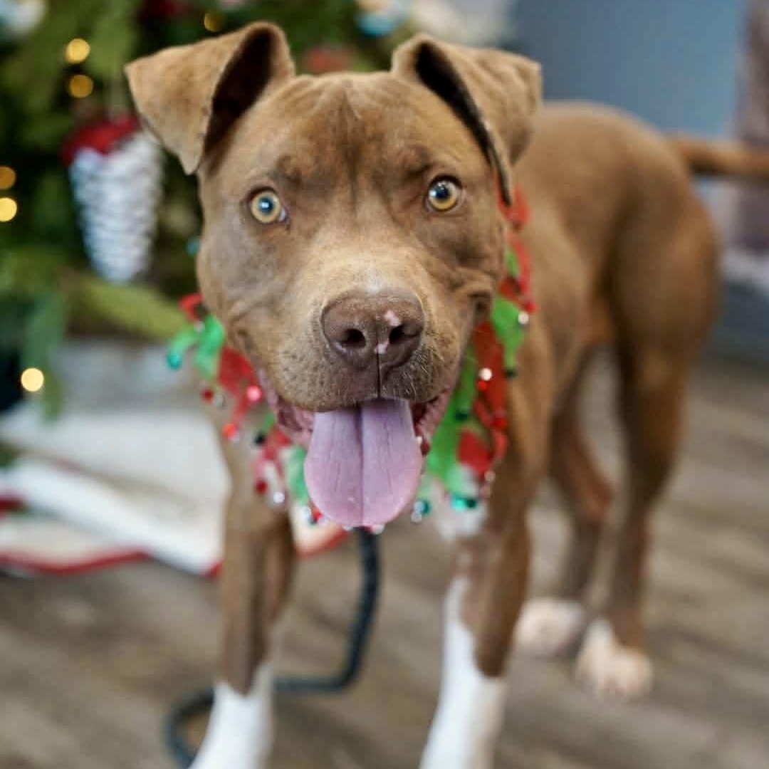 Tripp, ADOPTABLE, Young Male Pit Bull Terrier.