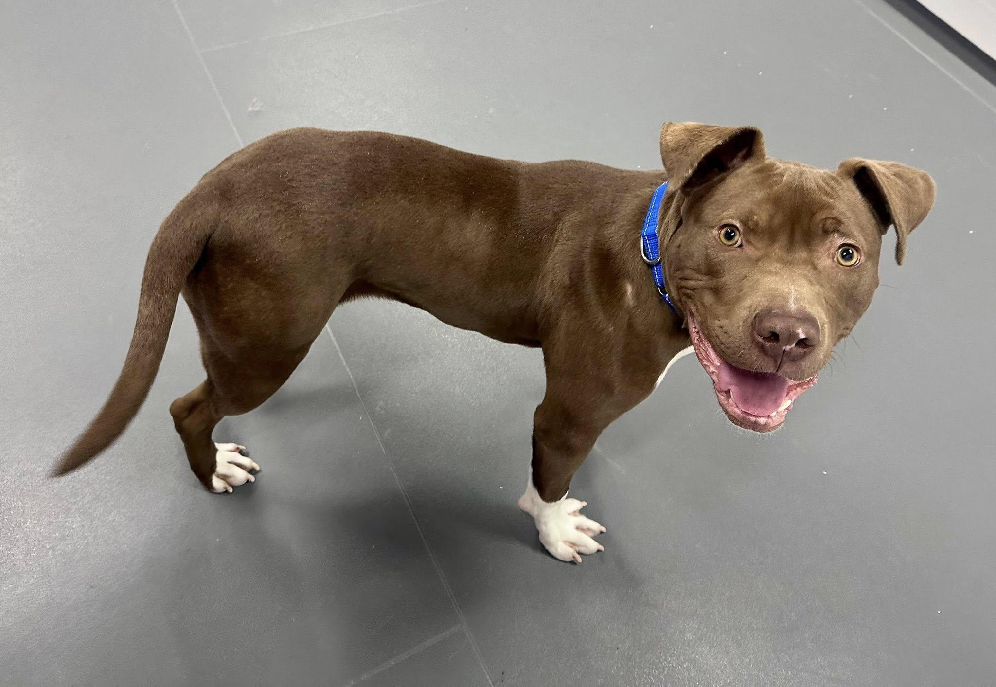 Tripp, a ADOPTABLE Pit Bull Terrier in Bethel, CT image 3/6