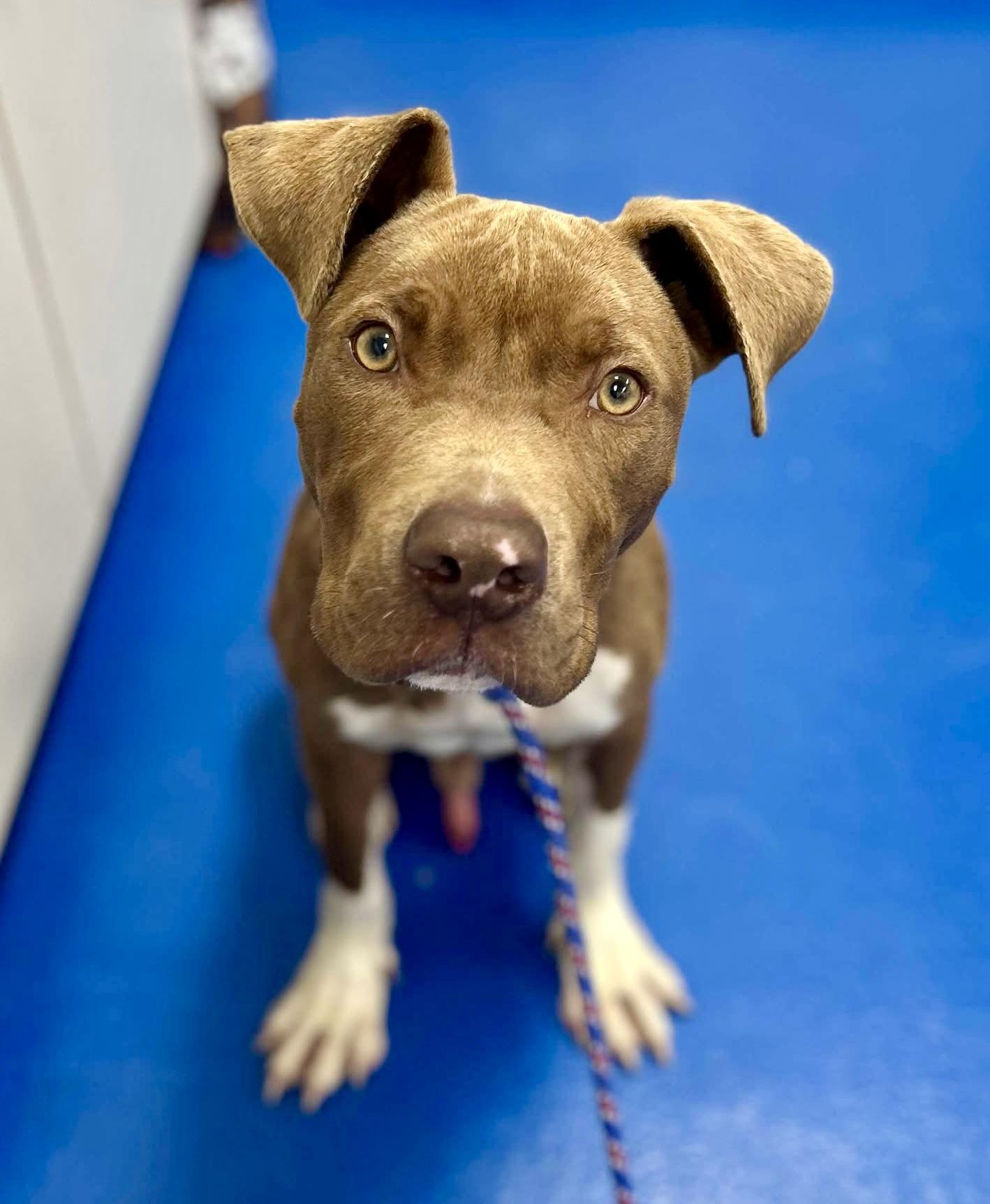 Tripp, a ADOPTABLE Pit Bull Terrier in Bethel, CT image 2/6