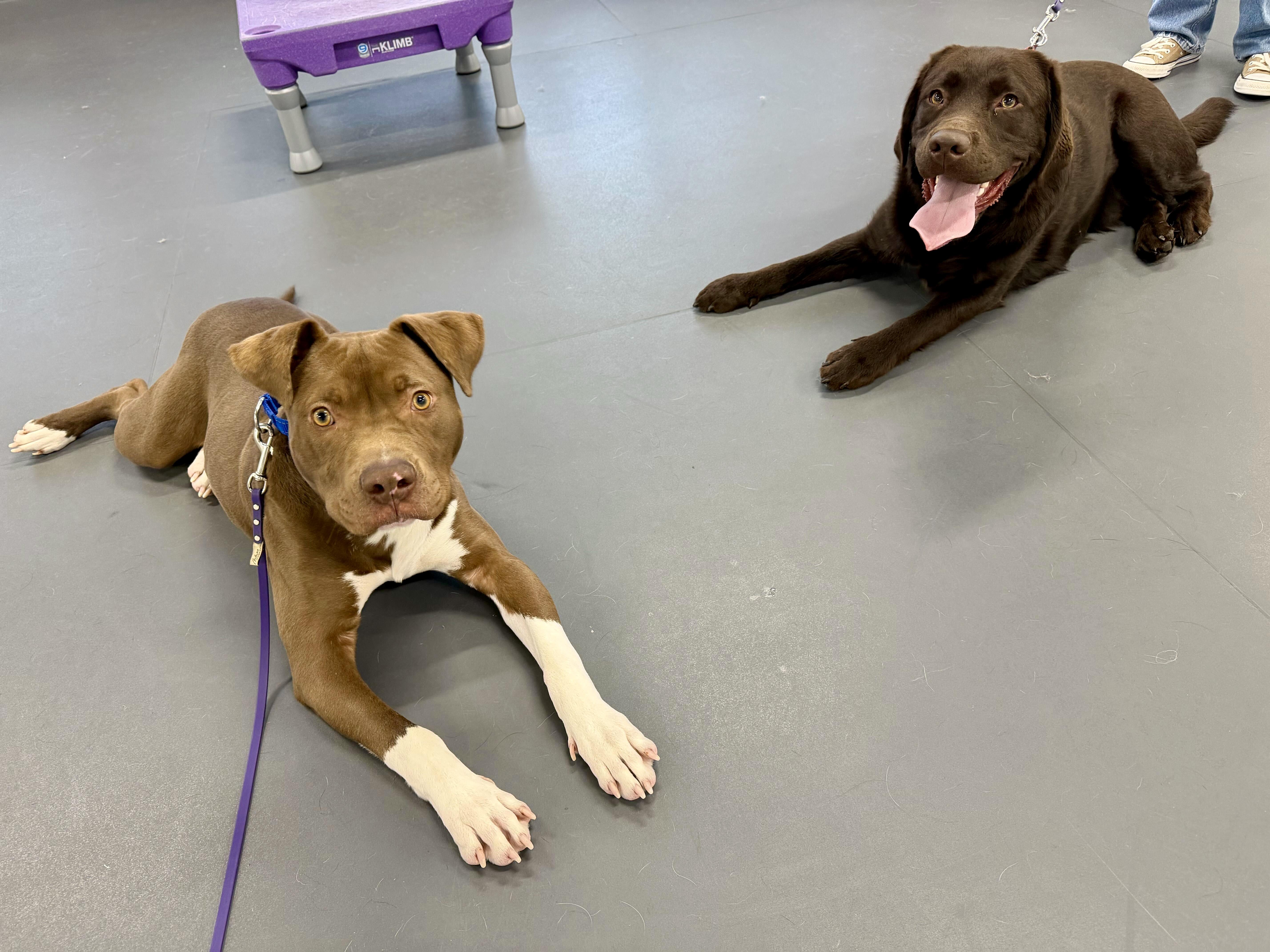 Tripp, a ADOPTABLE Pit Bull Terrier in Bethel, CT image 6/6