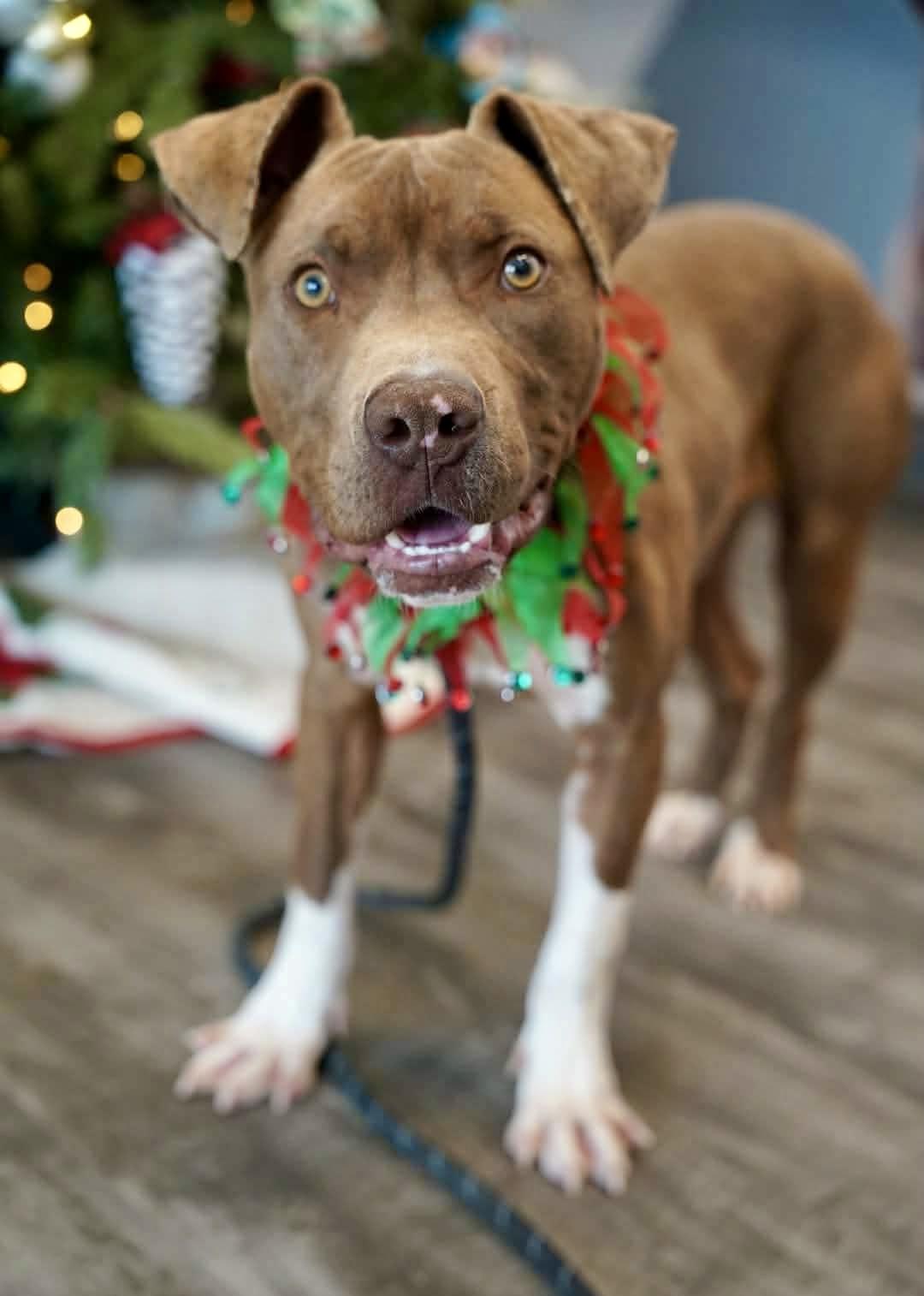 Tripp, a ADOPTABLE Pit Bull Terrier in Bethel, CT image 4/6