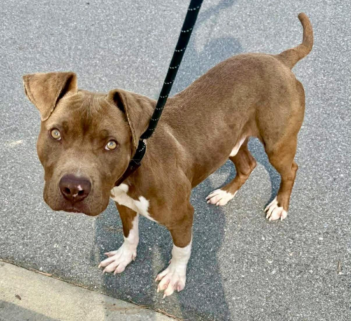 Tripp, a ADOPTABLE Pit Bull Terrier in Bethel, CT image 5/6
