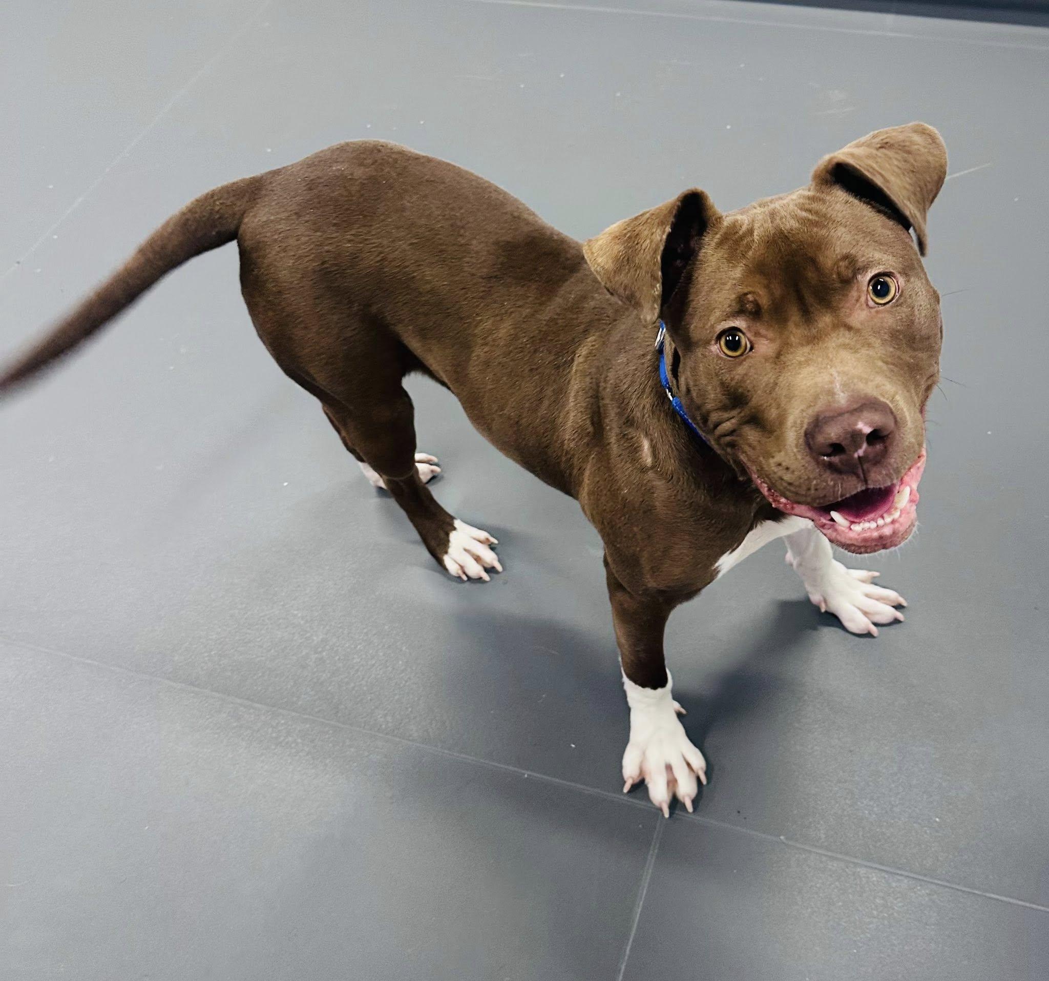 Tripp, a ADOPTABLE Pit Bull Terrier in Bethel, CT image 2/6