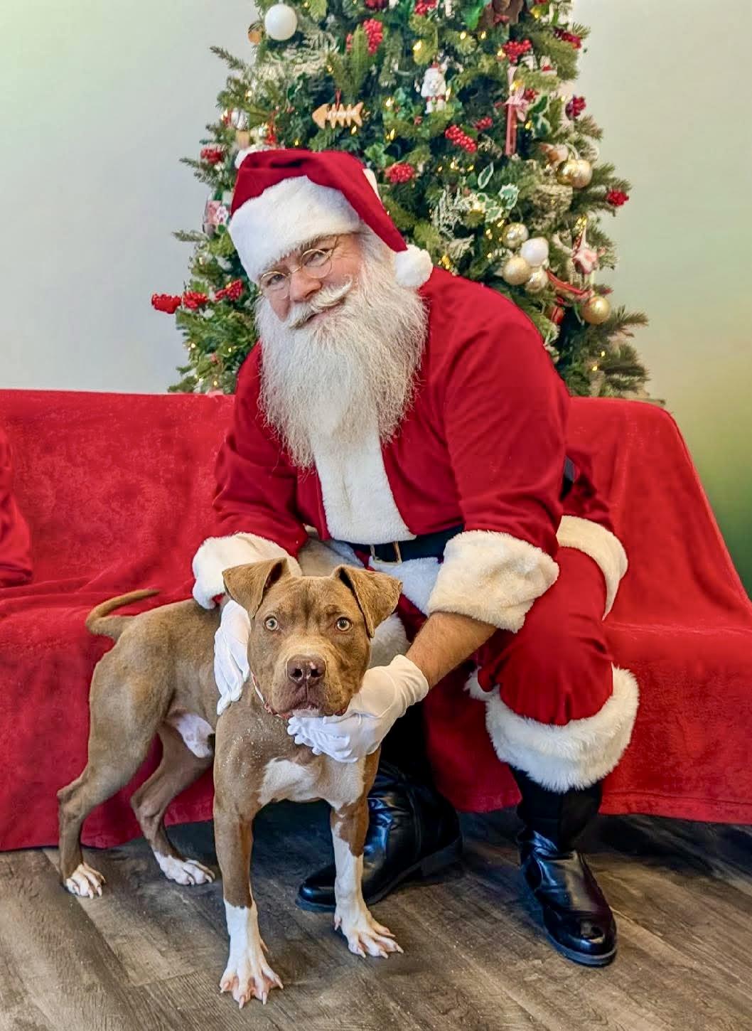 Tripp, a ADOPTABLE Pit Bull Terrier in Bethel, CT image 6/6