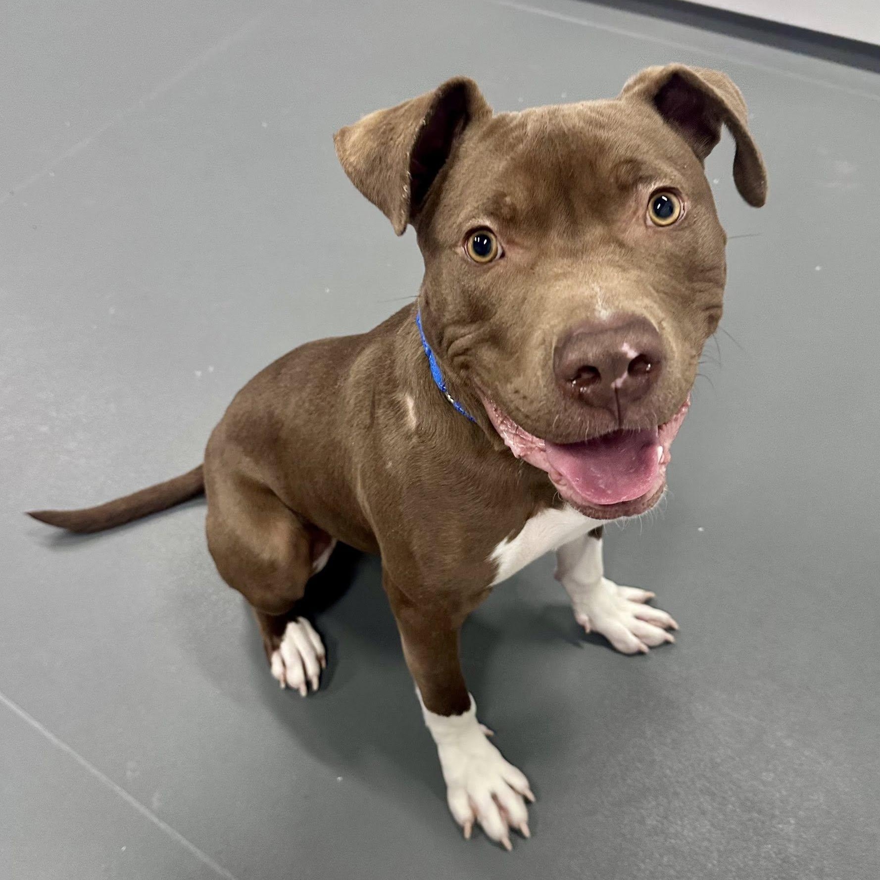 Tripp, ADOPTABLE, Young Male Pit Bull Terrier.