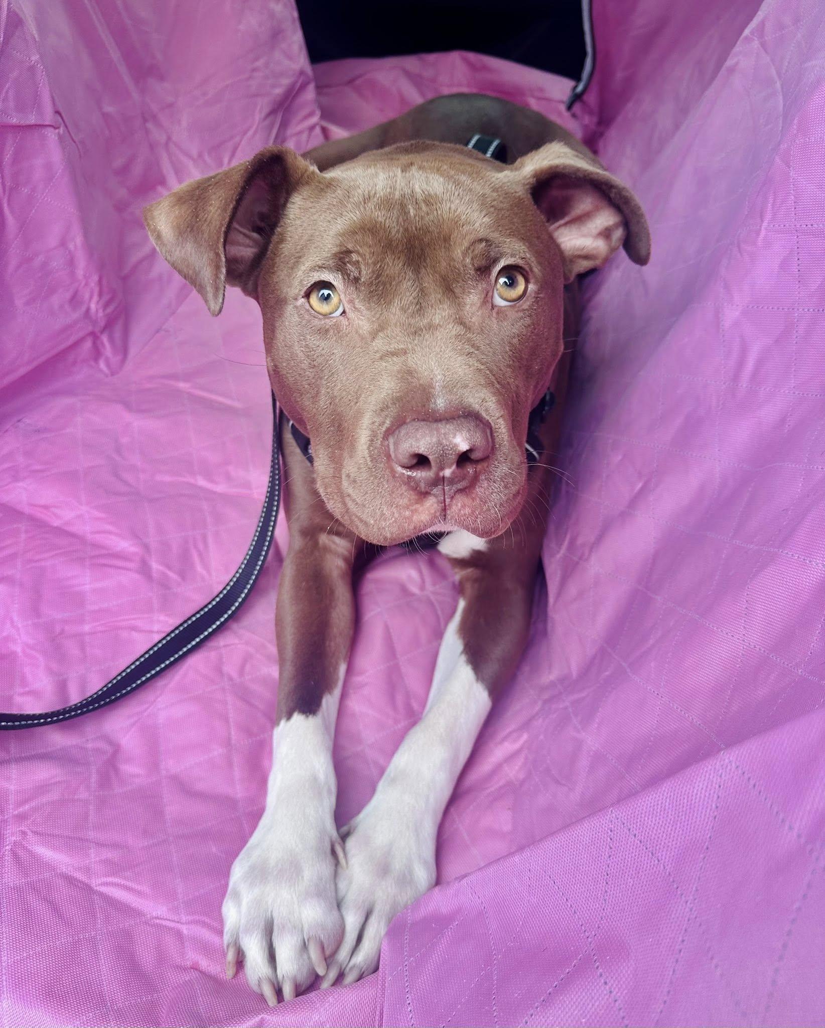 Enlarge Tripp, a ADOPTABLE Pit Bull Terrier in Bethel, CT image 4/6