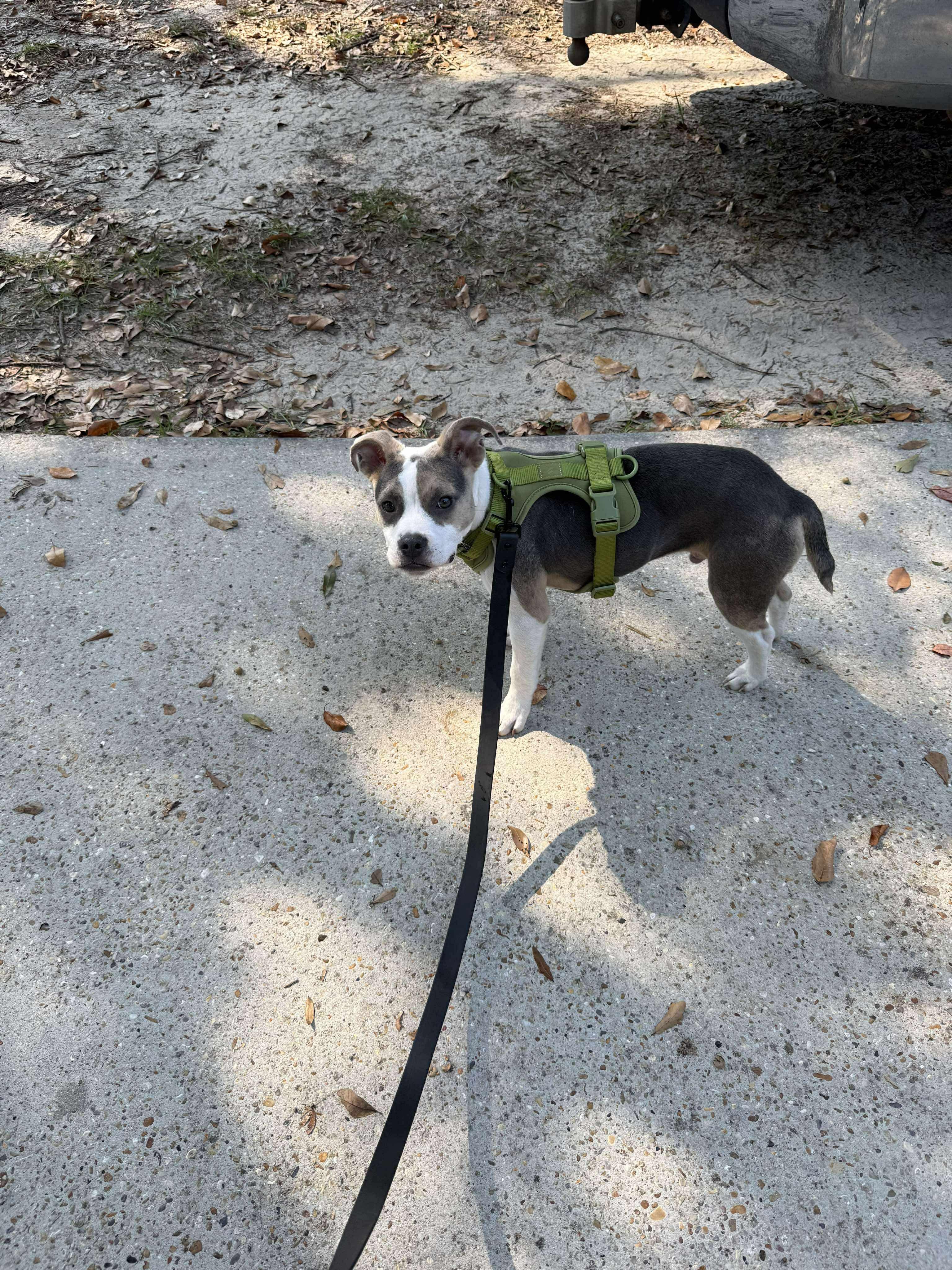 Enlarge Rigby, an adopted mixed breed in Rocky Hill, CT image 5/6