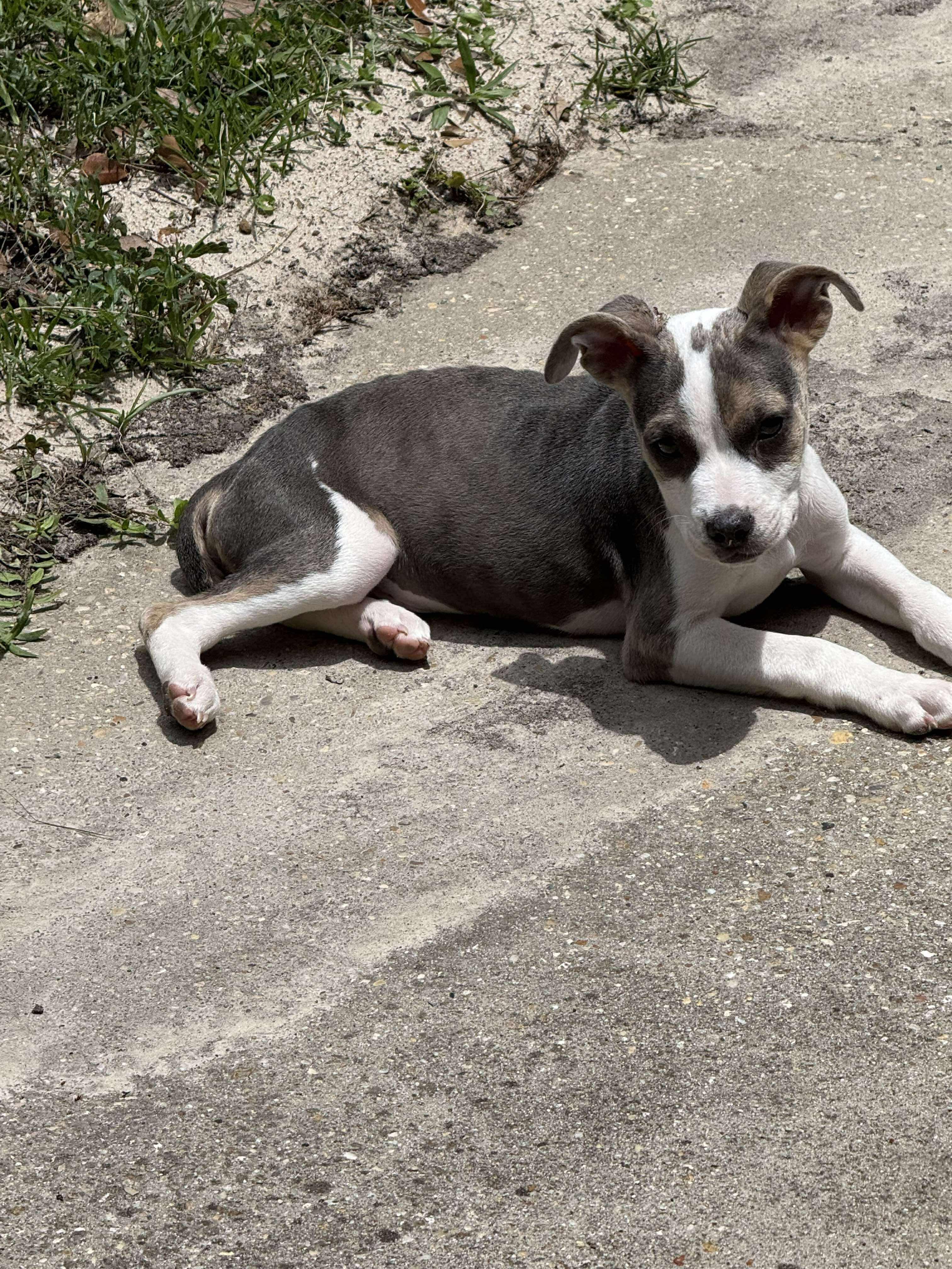 Enlarge Rigby, an adopted mixed breed in Rocky Hill, CT image 4/6