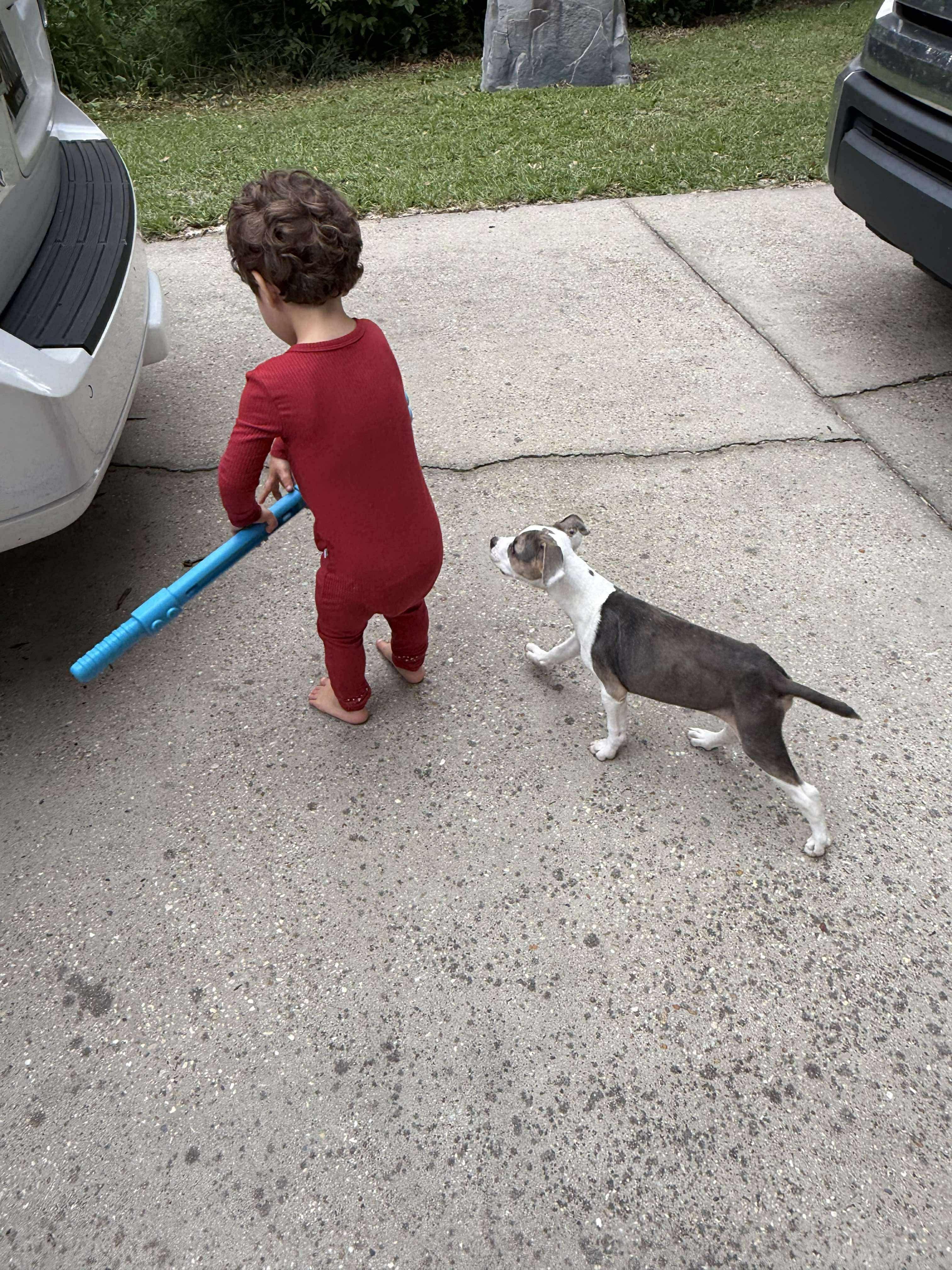 Enlarge Rigby, an adopted mixed breed in Rocky Hill, CT image 3/6