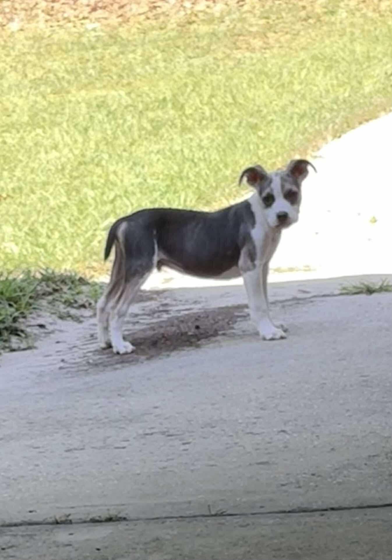 Rigby, adopted, Young Male Boston Terrier.