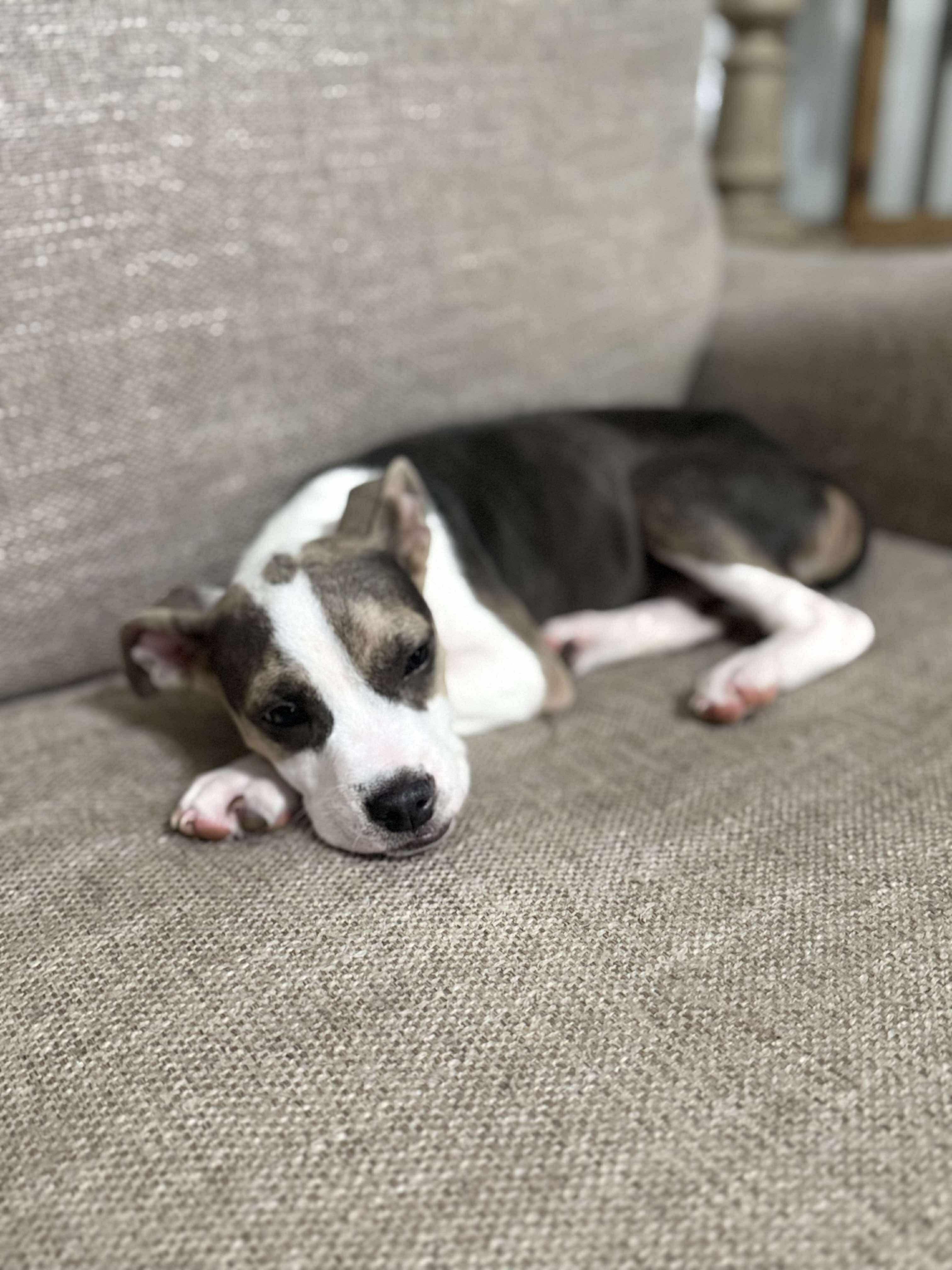 Enlarge Rigby, an adopted mixed breed in Rocky Hill, CT image 2/6