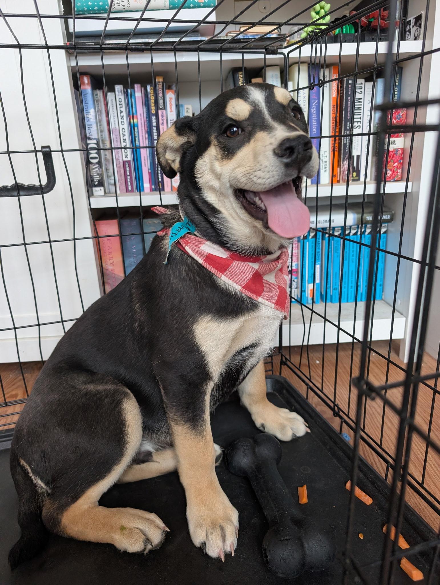 Enlarge Elevation , a ADOPTABLE mixed breed in Pagosa Springs, CO image 2/2