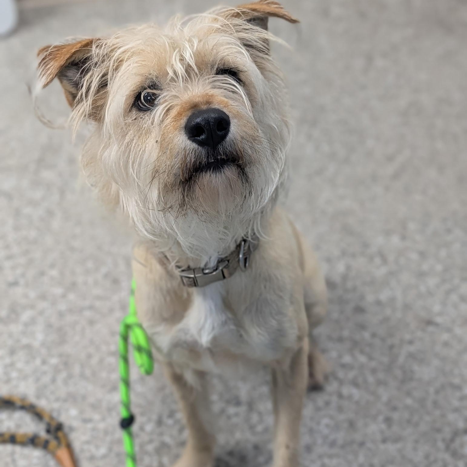 Enlarge Thea, a Adoptable mixed breed in West Hartford, CT image 4/6