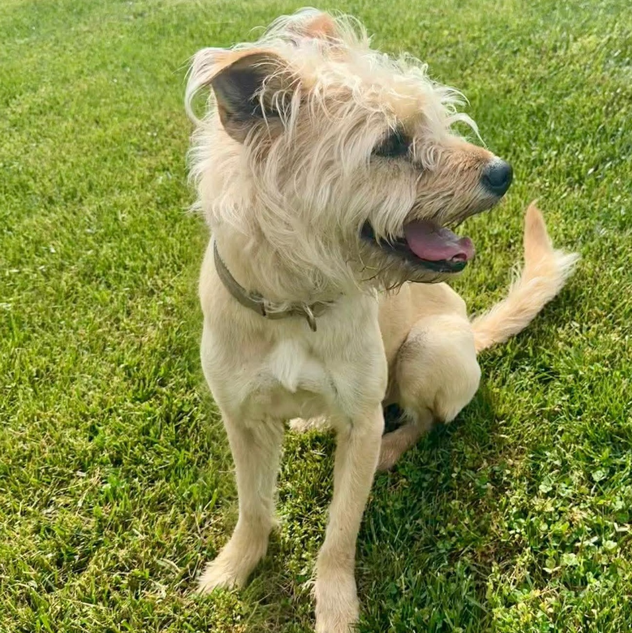 Enlarge Thea, a Adoptable mixed breed in West Hartford, CT image 2/6