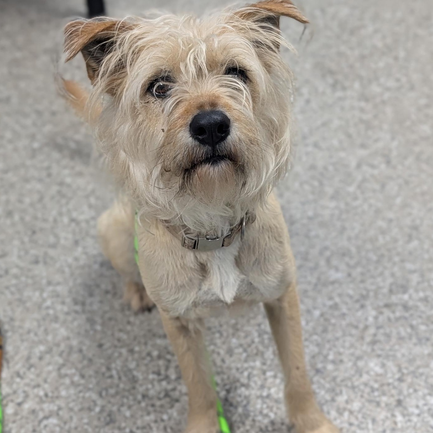 Enlarge Thea, a Adoptable mixed breed in West Hartford, CT image 5/6