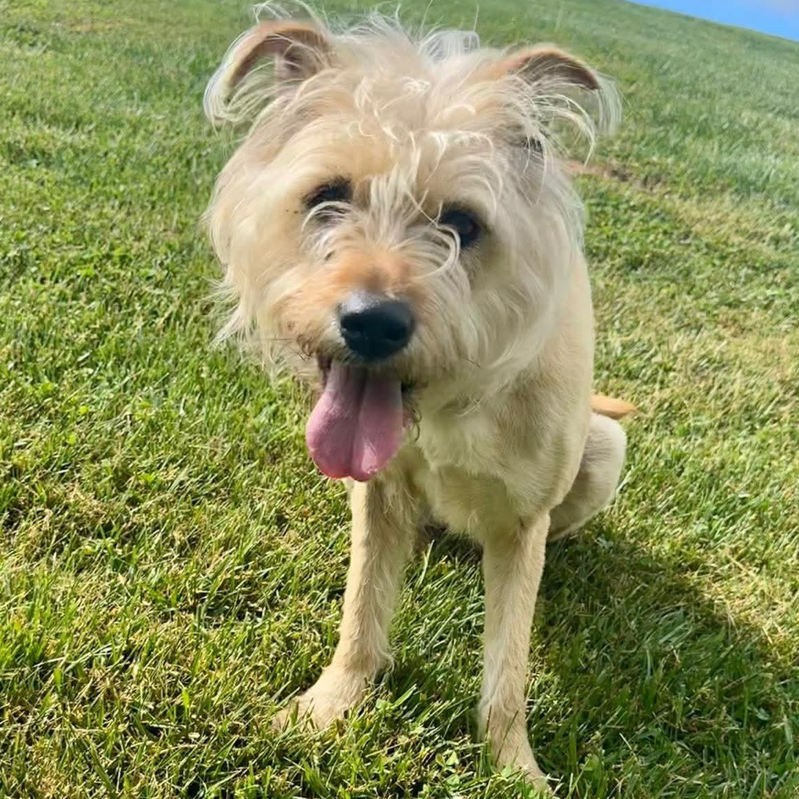 Enlarge Thea, a Adoptable mixed breed in West Hartford, CT image 3/6