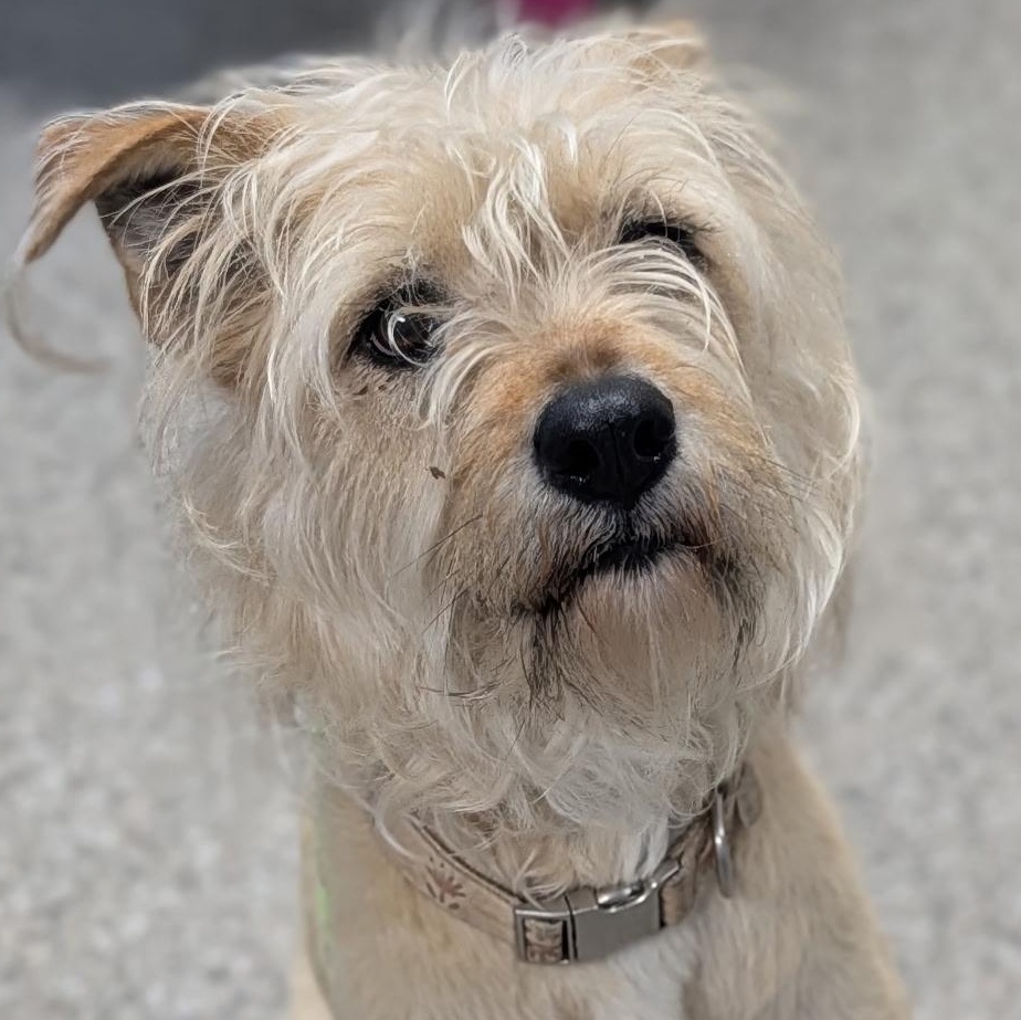 Enlarge Thea, a Adoptable mixed breed in West Hartford, CT image 1/6
