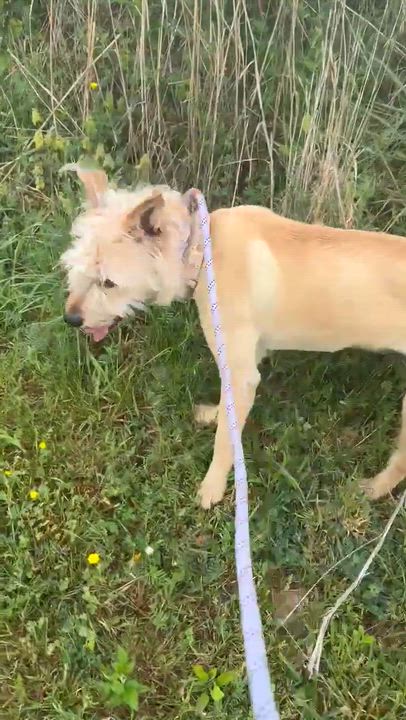 Enlarge Thea, a Adoptable mixed breed in West Hartford, CT video 6/6