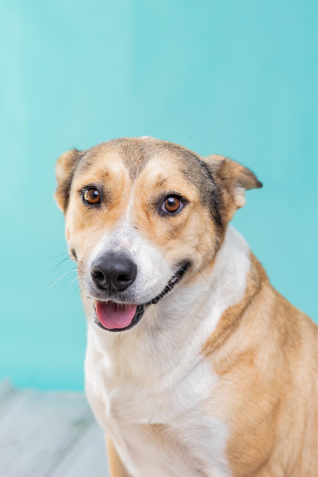 Stacy, Adoptable, Adult Female Carolina Dog.