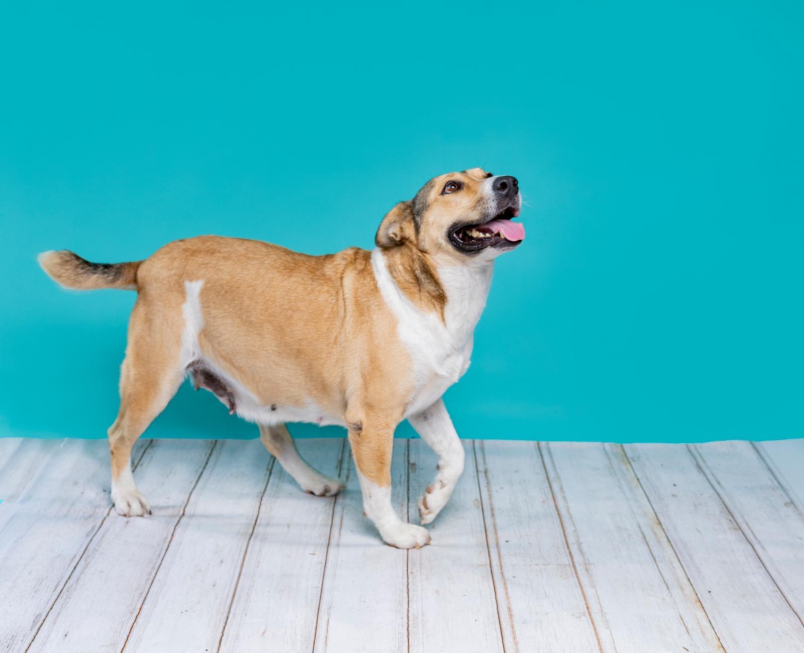 Enlarge Stacy, a Adoptable Carolina Dog in Minneapolis , MN image 3/4