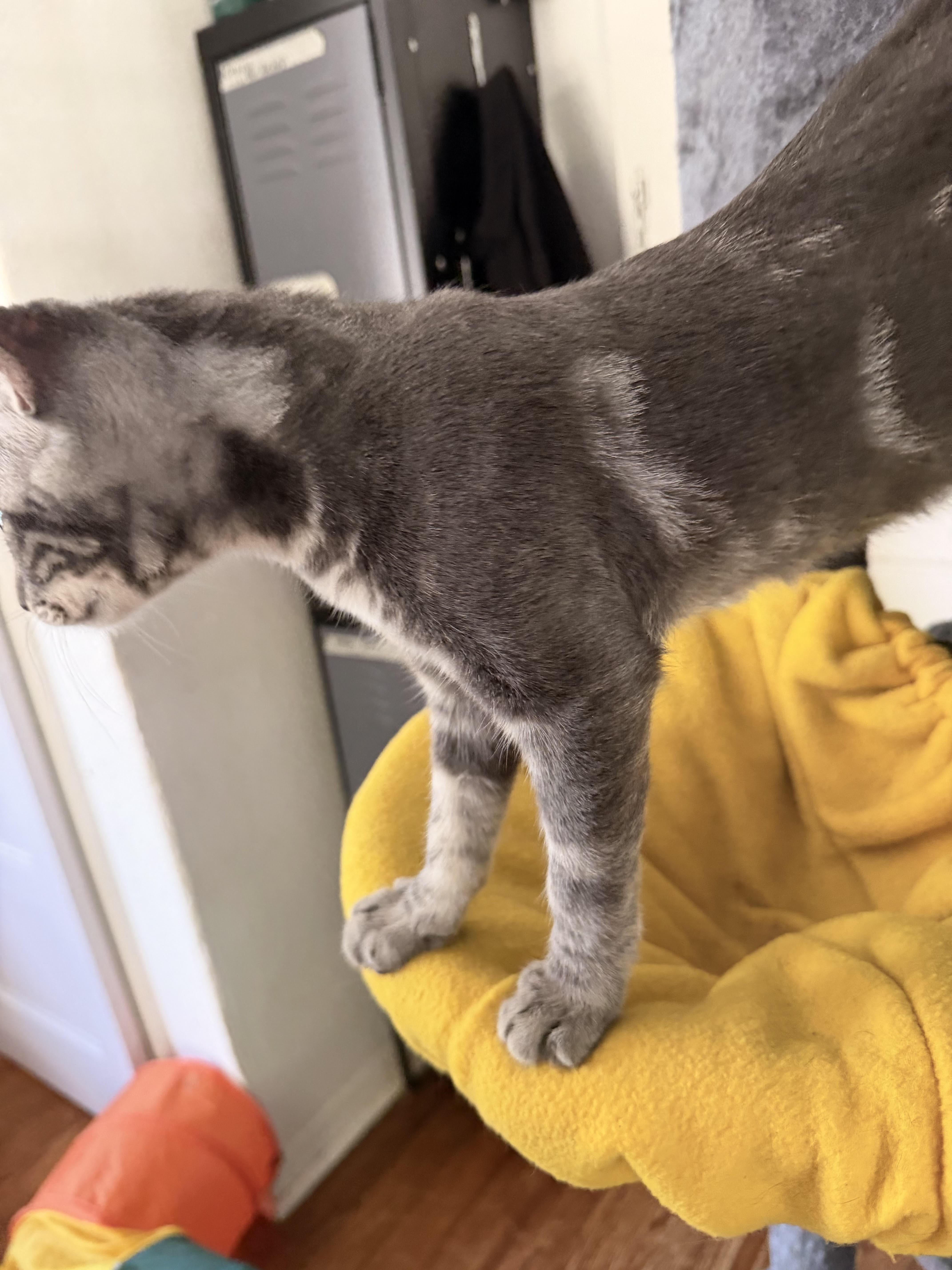 Enlarge Syrus, a Adoptable Domestic Short Hair in Colorado Springs, CO image 4/6