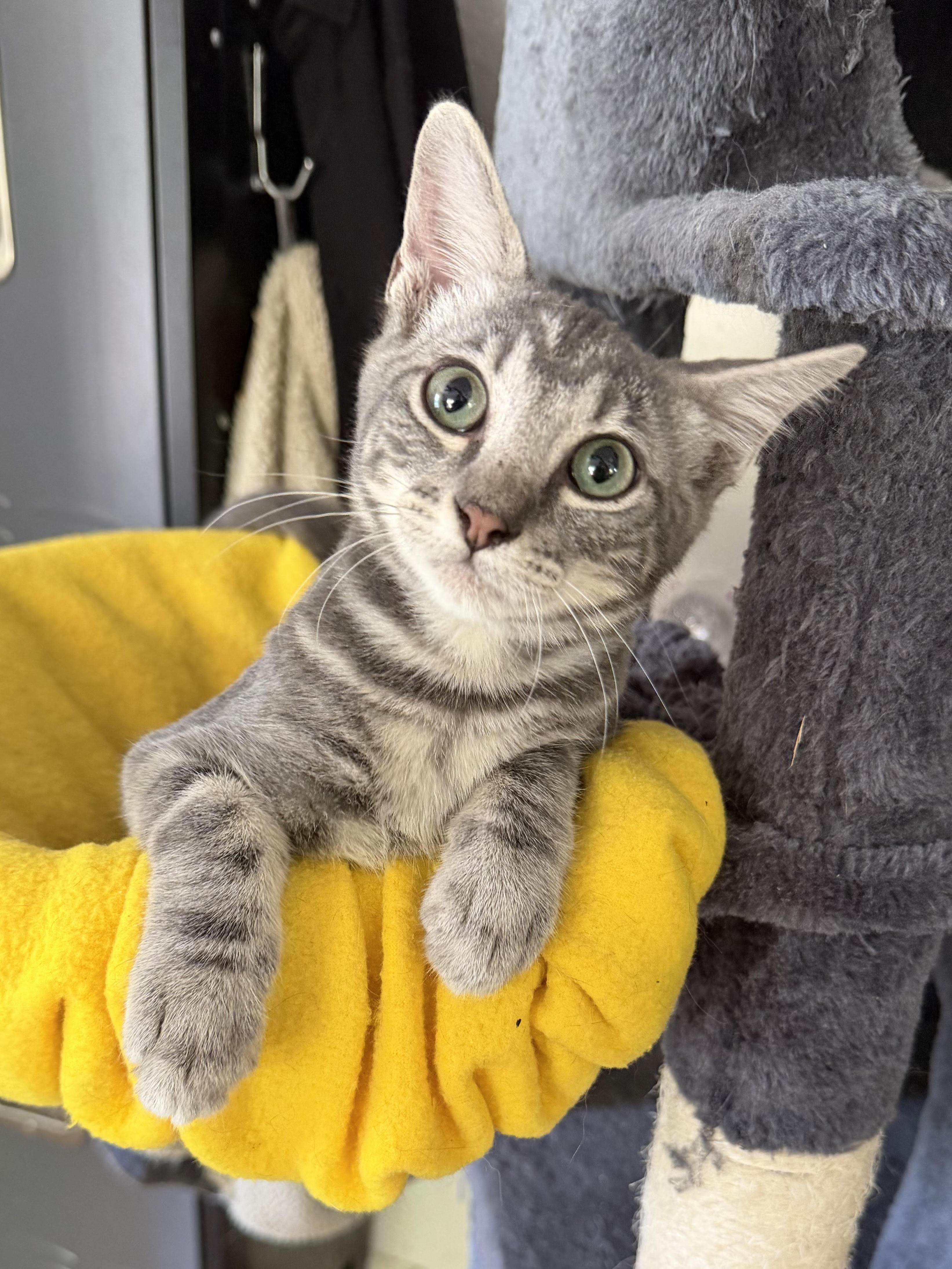 Enlarge Syrus, a Adoptable Domestic Short Hair in Colorado Springs, CO image 1/6