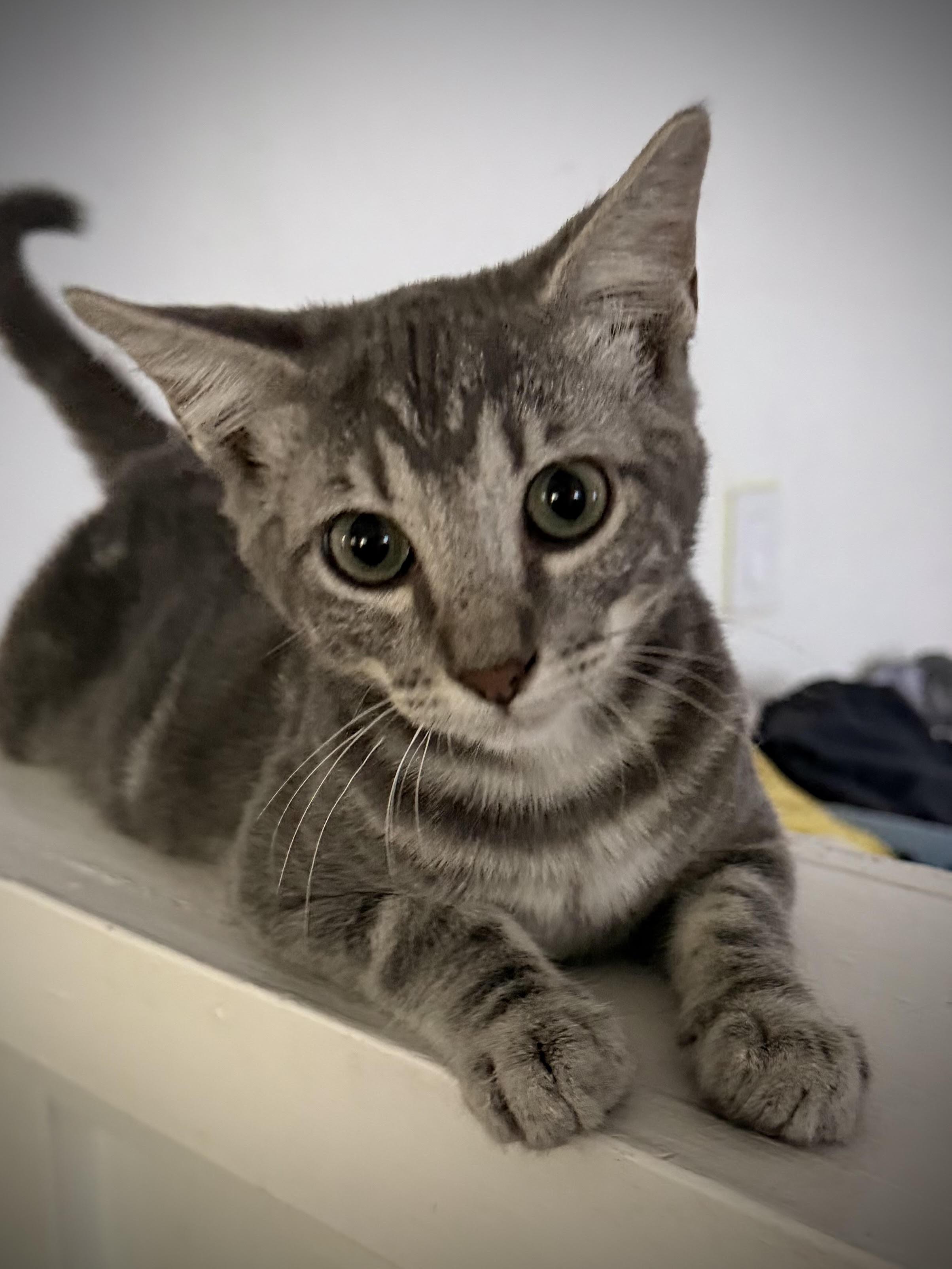Enlarge Syrus, a Adoptable Domestic Short Hair in Colorado Springs, CO image 2/6