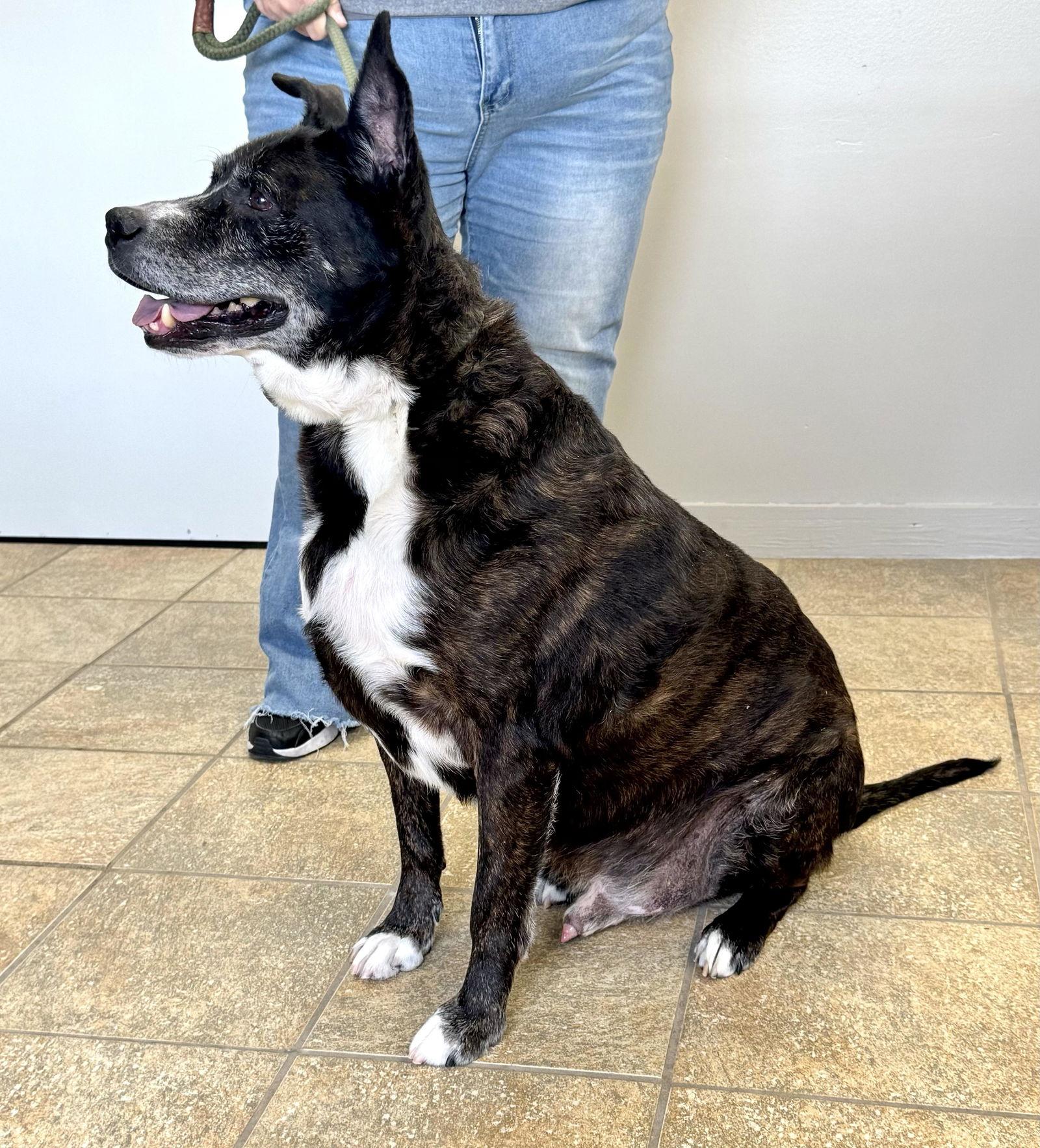 Enlarge Stark (courtesy post), a Adoptable American Staffordshire Terrier in Pittsburgh, PA image 1/3