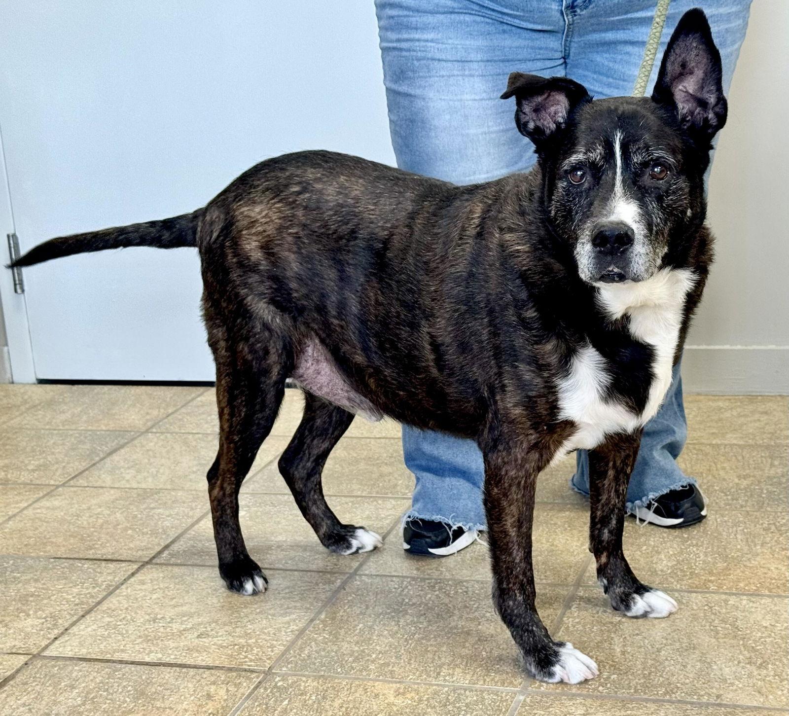 Enlarge Stark (courtesy post), a Adoptable American Staffordshire Terrier in Pittsburgh, PA image 2/3