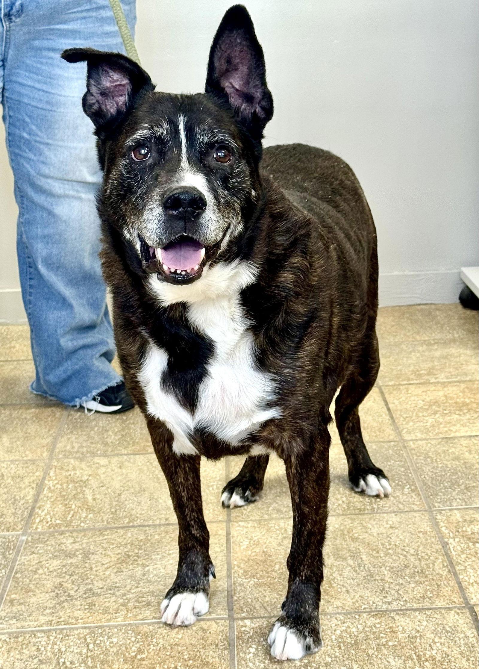 Enlarge Stark (courtesy post), a Adoptable American Staffordshire Terrier in Pittsburgh, PA image 3/3