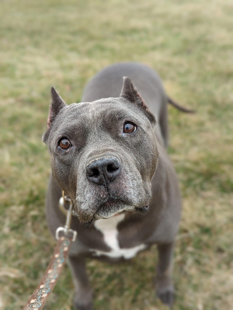 Melon, Adopted, Senior Female Mixed Breed.