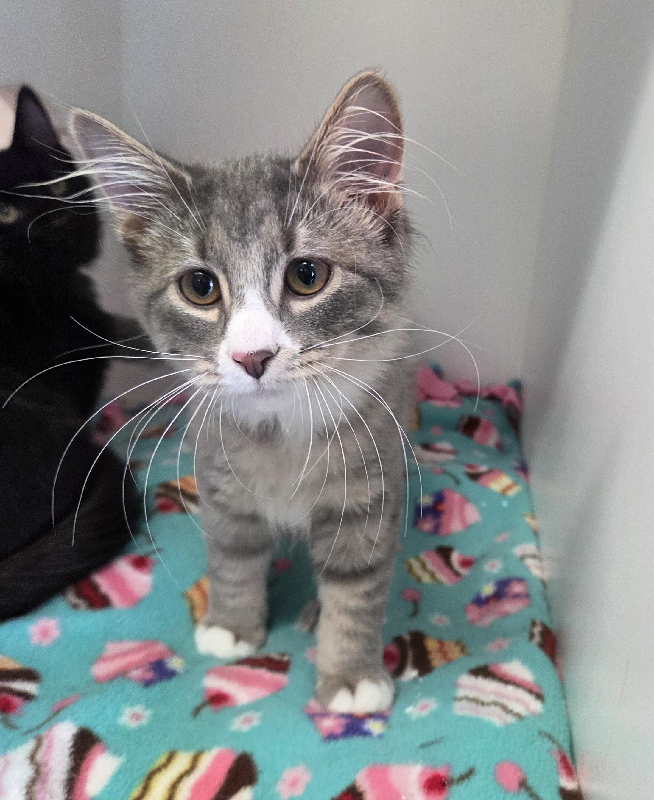 Endra, Adopted, Kitten Female Domestic Long Hair.