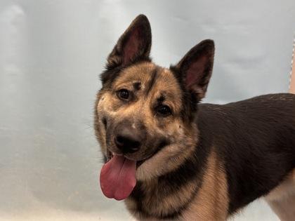Coby, Adoptable, Adult Male German Shepherd Dog & Mixed Breed.