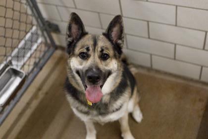 Enlarge Coby, a Adoptable mixed breed in Golden Valley, MN image 2/2