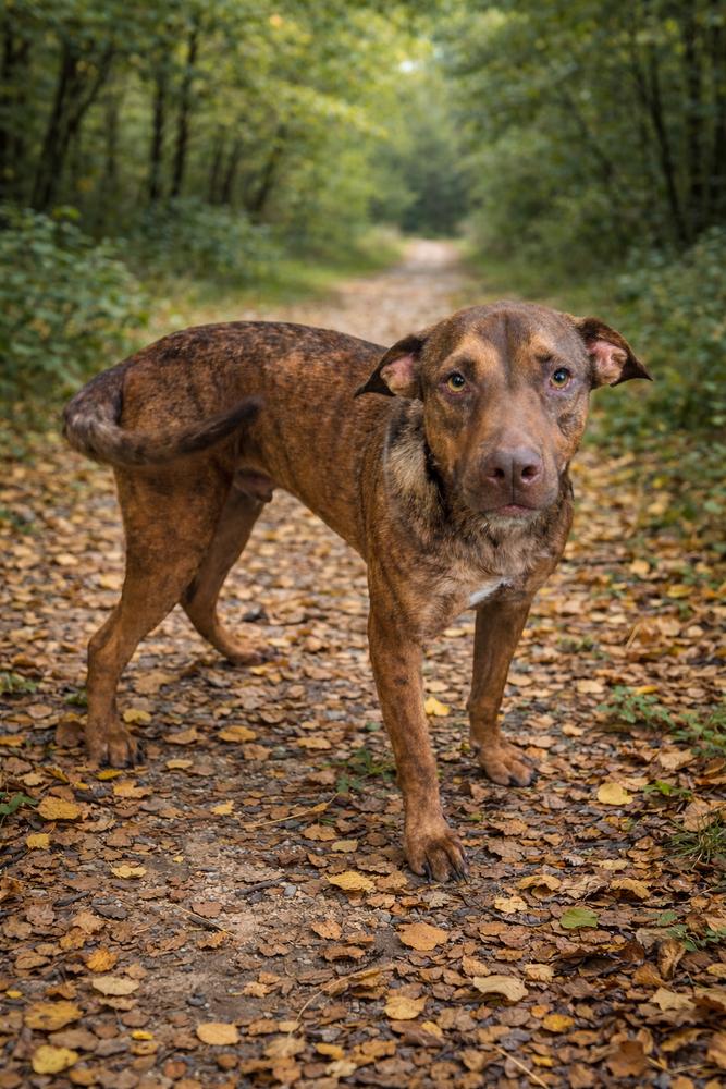 Cooper 25D-233, Adoptable, Adult Male Terrier.