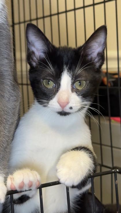 Enlarge Orange Ducote, a Adoptable mixed breed in Lawrenceville, GA image 1/3