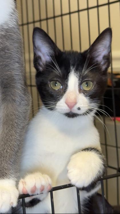 Enlarge Orange Ducote, a Adoptable mixed breed in Lawrenceville, GA image 3/3