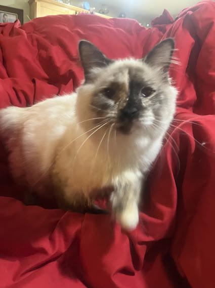 Enlarge Suki, an adopted Siamese in Hillsboro, OR image 3/6