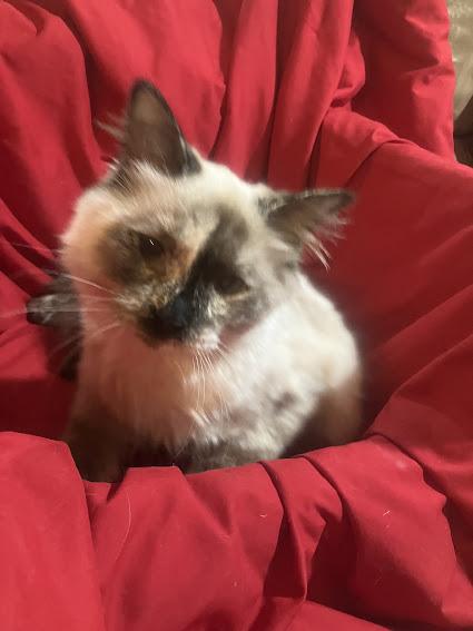 Enlarge Suki, an adopted Siamese in Hillsboro, OR image 4/6