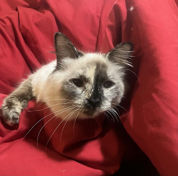 Suki, adopted, Kitten Female Siamese.